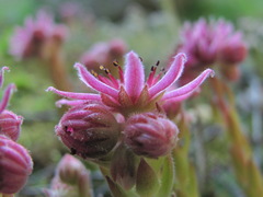 Sempervivum pumilum