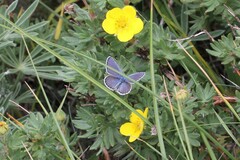 Plebejus idas atrapraetextus