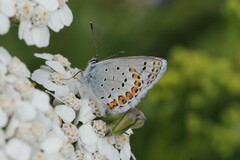 Plebejus idas atrapraetextus