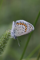Plebejus idas atrapraetextus