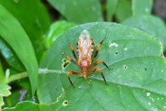 Sphedanolestes xiongi