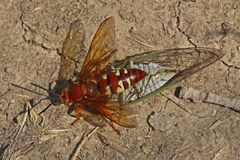 Sphecius convallis
