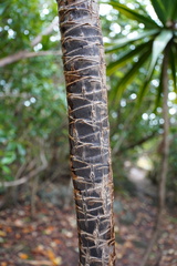 Dracaena concinna