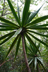 Dracaena concinna