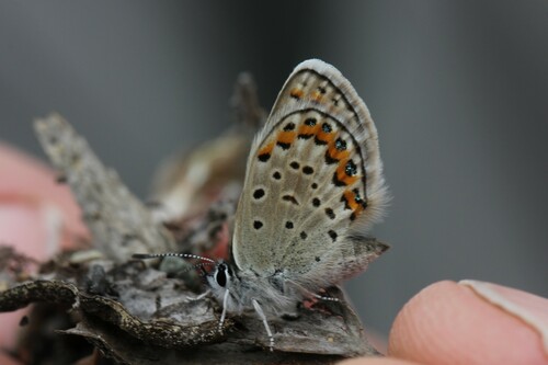 Northern Blue photo 3