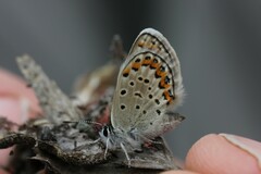 Plebejus idas atrapraetextus