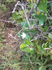 Calystegia occidentalis occidentalis
