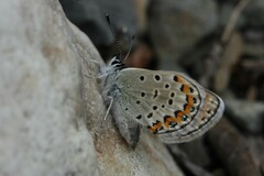 Plebejus idas atrapraetextus