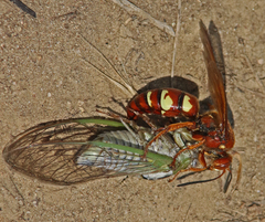 Sphecius convallis