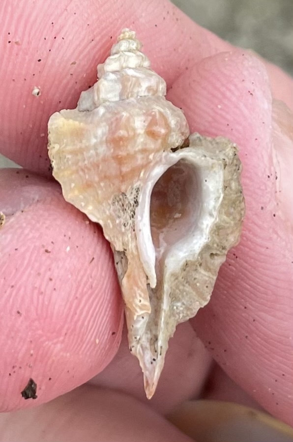 Eupleura vokesorum