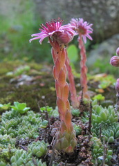 Sempervivum pumilum