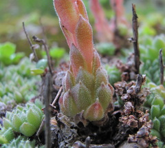 Sempervivum pumilum