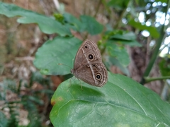 Mycalesis gotama nanda