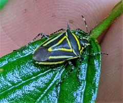 Mormidea triangularis