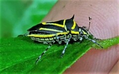 Mormidea triangularis