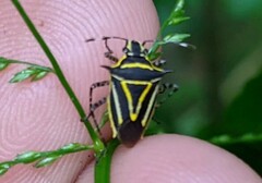 Mormidea triangularis