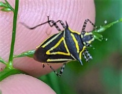 Mormidea triangularis