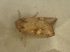 Amphipoea crinanensis