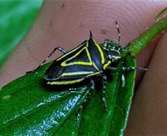 Mormidea triangularis