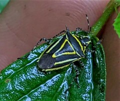 Mormidea triangularis