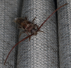 Crinarnoldius maculatus