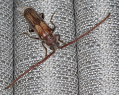 Crinarnoldius maculatus