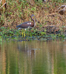 Egretta tricolor