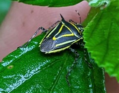 Mormidea triangularis