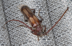 Crinarnoldius maculatus