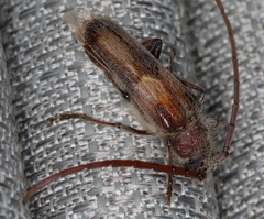 Crinarnoldius maculatus