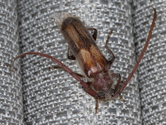 Crinarnoldius maculatus