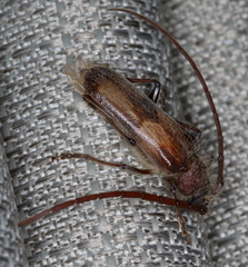 Crinarnoldius maculatus