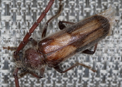 Crinarnoldius maculatus