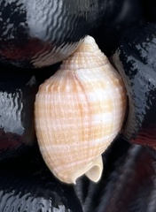 Semicassis centiquadrata