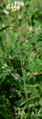Capsella bursa-pastoris