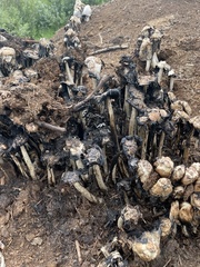 Coprinus sterquilinus