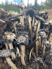 Coprinus sterquilinus