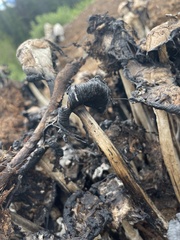 Coprinus sterquilinus
