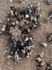 Coprinus sterquilinus