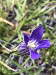 Gentianopsis holopetala
