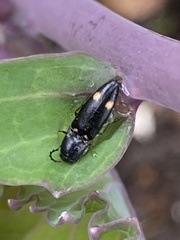 Megapenthes caprella