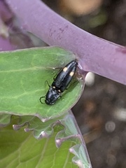 Megapenthes caprella