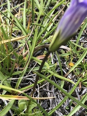 Gentianopsis holopetala