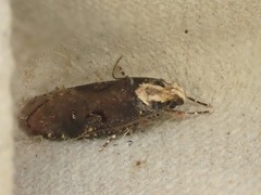 Agonopterix liturosa