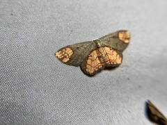 Metallaxis semiustus