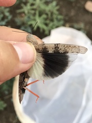 Trimerotropis melanoptera