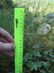 Alchemilla bombycina
