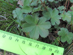 Alchemilla bombycina