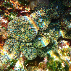 Rhodactis bryoides
