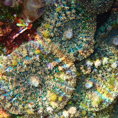 Rhodactis bryoides